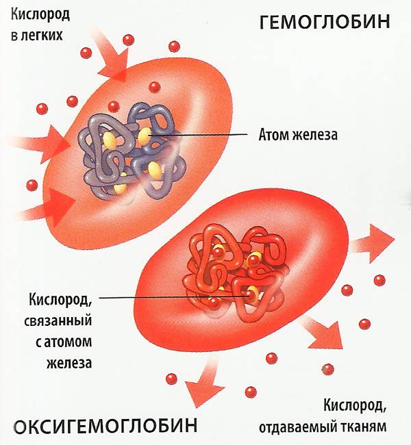 ehritrocity-v-krovi-povysheny